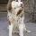 Avatar de malamute